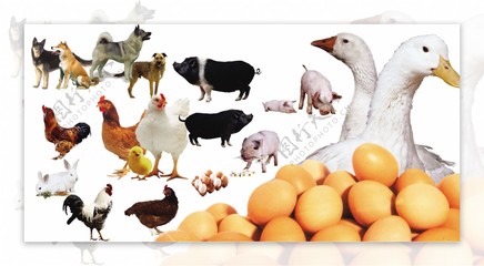 家禽與家畜 農場里的動物伙伴們